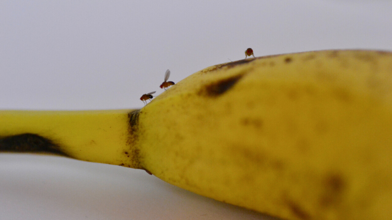 Bananflugor