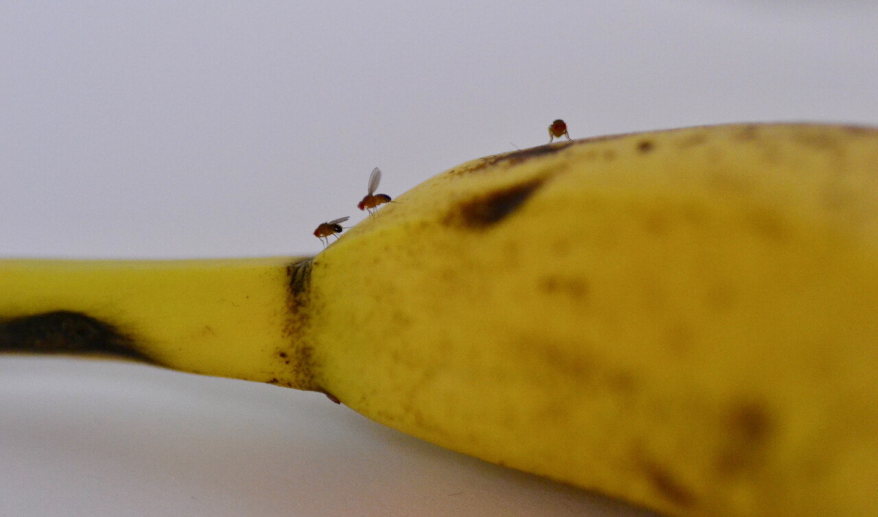 Bananflugor